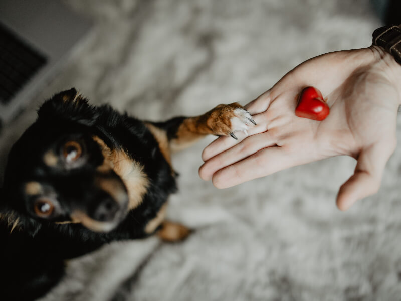 乖宝宠物(301498)深度报告：聚焦自有品牌发展的国产宠食企业