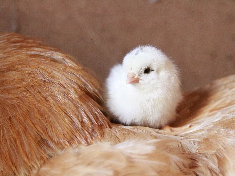 广东共青团2019新年献词——愿你在寒冬里，看到内心的真实与光明